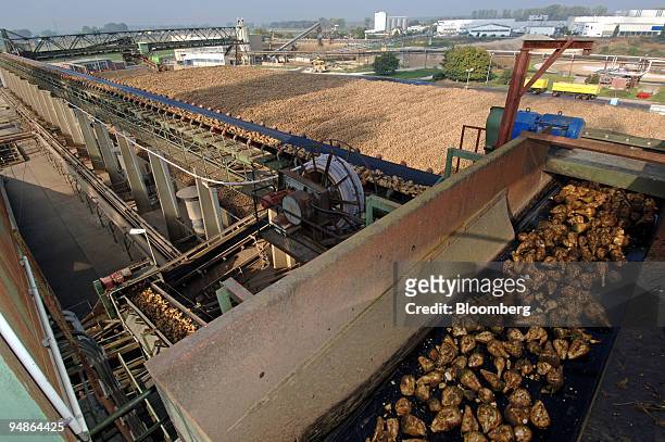 Clean sugar beets roll by on a conveyor belt out to a field to dry before being reduced to household sugar at the Suedzucker factory in Gross-Gerau,...