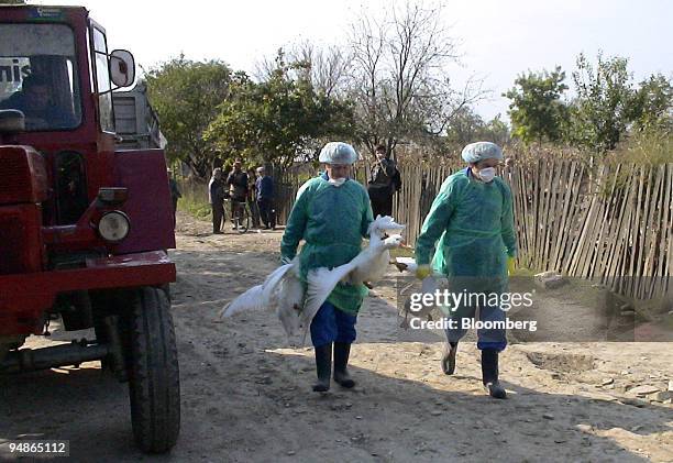 Romanian public health and agricultural officials carry out a bird cull to protect against the outbreak of bird flu in the town of Ceamurlia,...