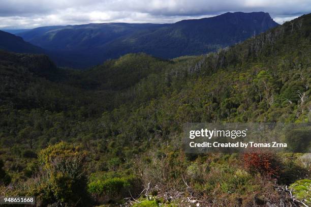 autumn landscape of pine forest moor - overland track bildbanksfoton och bilder