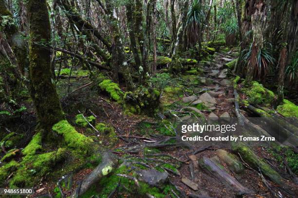 myrtle-beech rainforest at mt pelion west - overland track stock pictures, royalty-free photos & images