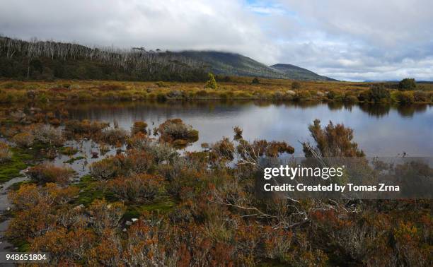 autumn landscape of pine forest moor - overland track bildbanksfoton och bilder