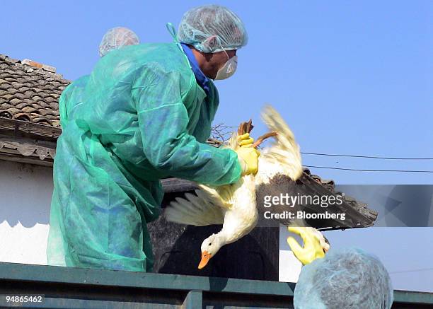 Romanian public health and agricultural officials carry out a massive bird cull against the outbreak of bird flu in the town of Ceamurlia, Romania,...
