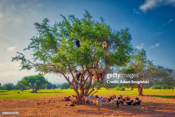 goats on tree eating argan (hdri) - argan stock pictures, royalty-free photos & images