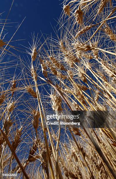 Wheat in a field is pictured just before Bryan Mitchell harvests this spring wheat crop in a John Deere combine in a field in Center, Colorado in the...