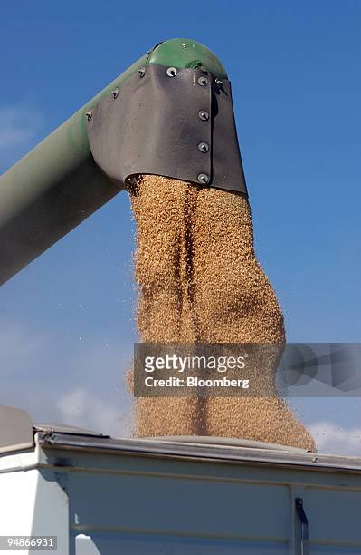Bryan Mitchell empties spring wheat from his combine into a truck a field in Center, Colorado in the San Louis Valley on September 24, 2004.