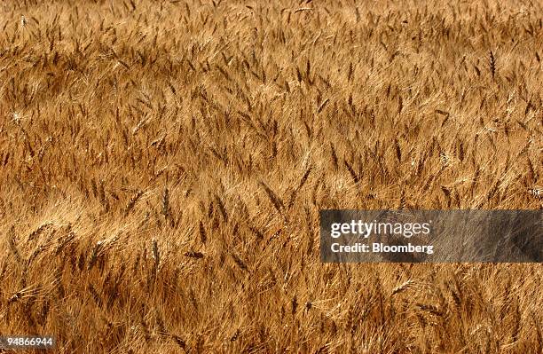 Wheat in a field is pictured just before Bryan Mitchell harvests this spring wheat crop in a John Deere combine in a field in Center, Colorado in the...