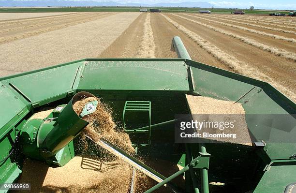 This is a view inside the top of the combine as Bryan Mitchell harvests a spring wheat crop in a John Deere combine in a field in Center, Colorado in...