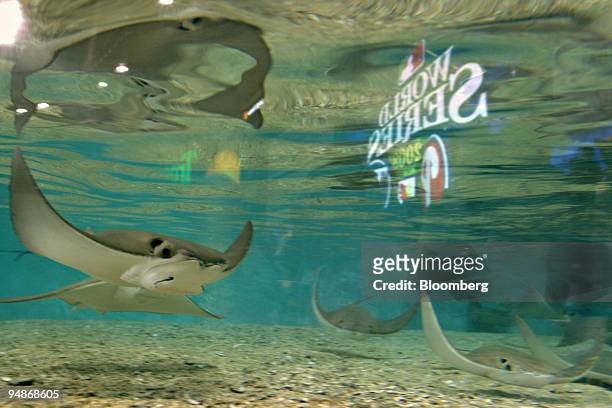 Devil rays swim in a tank before game two of the Major League Baseball World Series between the Philadelphia Phillies and Tampa Bay Rays at Tropicana...