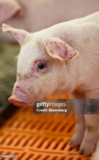 Three-week-old pig stands in a nursery at the Paustian Enterprises farm in Walcott, Iowa, U.S., on Tuesday, April 17, 2018. China last week announced...