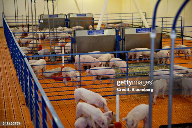 Three-week-old pigs stand in a nursery at the Paustian Enterprises farm in Walcott, Iowa, U.S., on Tuesday, April 17, 2018. China last week announced...