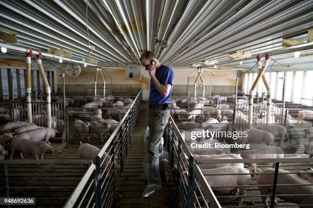 Farmer talks on a cell phone while tending to hogs at the Paustian Enterprises farm in Walcott, Iowa, U.S., on Tuesday, April 17, 2018. China last...