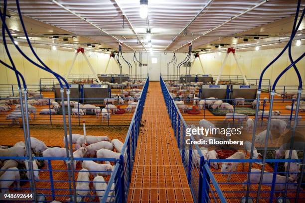 Three-week-old pigs stand in a nursery at the Paustian Enterprises farm in Walcott, Iowa, U.S., on Tuesday, April 17, 2018. China last week announced...