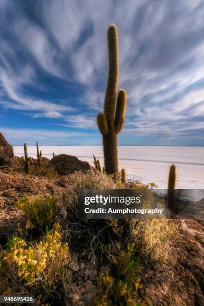 isla del pescado on salar de uyuni - pescado stock pictures, royalty-free photos & images