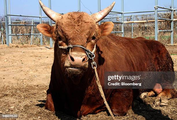 Emperor, a three-year-old trainee bull, rests in the sunlight after a training session and lunch at Cheongdo Bullfight Management Corp. In Cheongdo,...