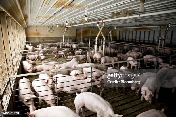 Three-month-old pigs stand in pens at the Paustian Enterprises farm in Walcott, Iowa, U.S., on Tuesday, April 17, 2018. China last week announced $50...