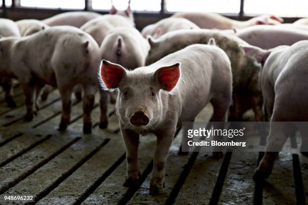 Three-month-old pigs stand in a pen at the Paustian Enterprises farm in Walcott, Iowa, U.S., on Tuesday, April 17, 2018. China last week announced...