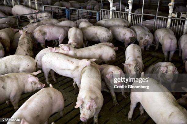 Hogs nearing market weight stand in pens at the Paustian Enterprises farm in Walcott, Iowa, U.S., on Tuesday, April 17, 2018. China last week...