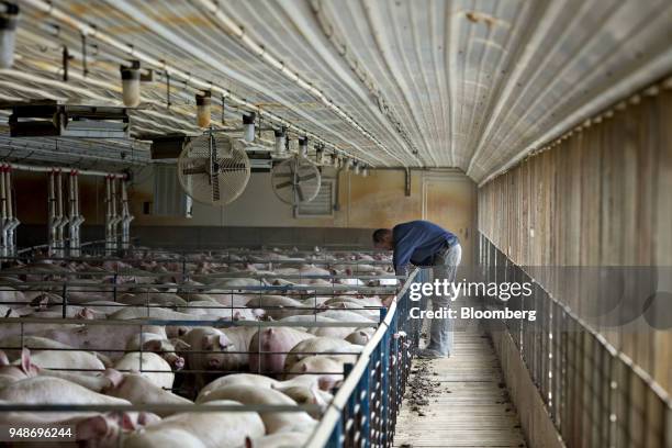 Farmer collects saliva from a pig pen for a medical test at the Paustian Enterprises farm in Walcott, Iowa, U.S., on Tuesday, April 17, 2018. China...