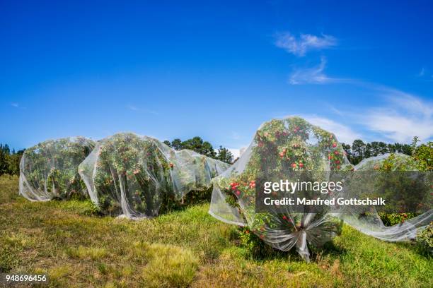 friut laden apple trees at thornbrooks orchard are protected by anti bird netting, nashdale near orange, central west new south wales - fruit laden trees stock pictures, royalty-free photos & images