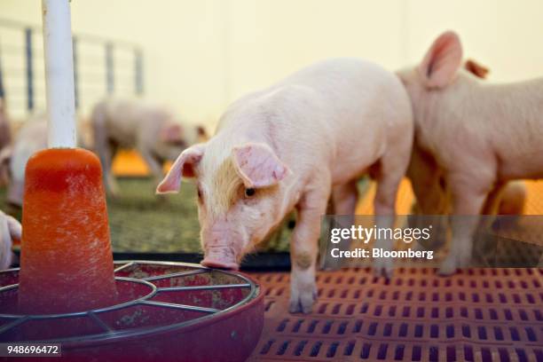 Three-week-old pigs stand in a nursery at the Paustian Enterprises farm in Walcott, Iowa, U.S., on Tuesday, April 17, 2018. China last week announced...