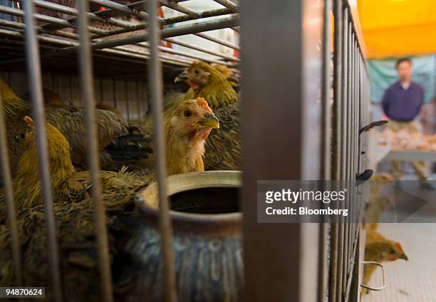 Live chickens are caged at a market in Hong Kong, China, on Wednesday, Mar 12, 2008. Hong Kong's government is on "full alert'' after several cases...