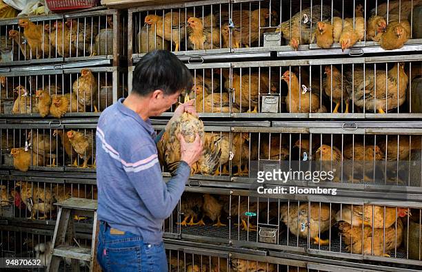 Man checks the size of a live chicken for sale at a market in Hong Kong, China, on Wednesday, Mar 12, 2008. Hong Kong's government is on "full...