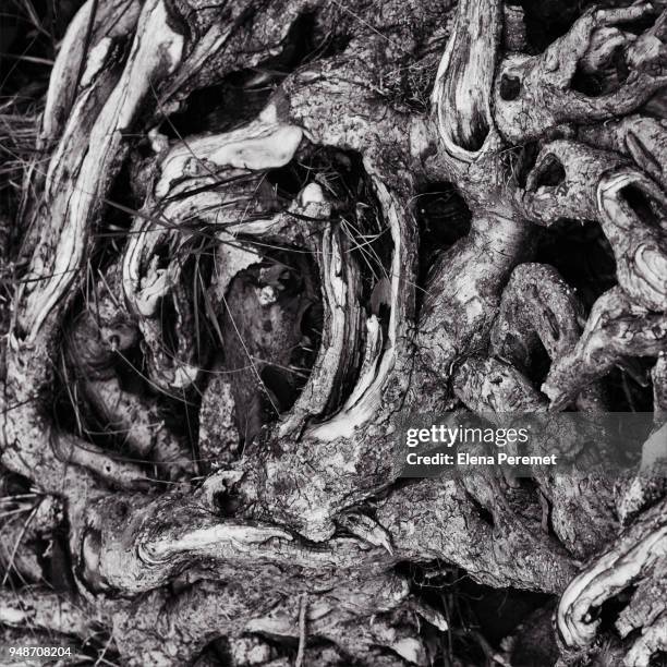 dramatic interweaving of roots plant bark - plant bark stock-fotos und bilder