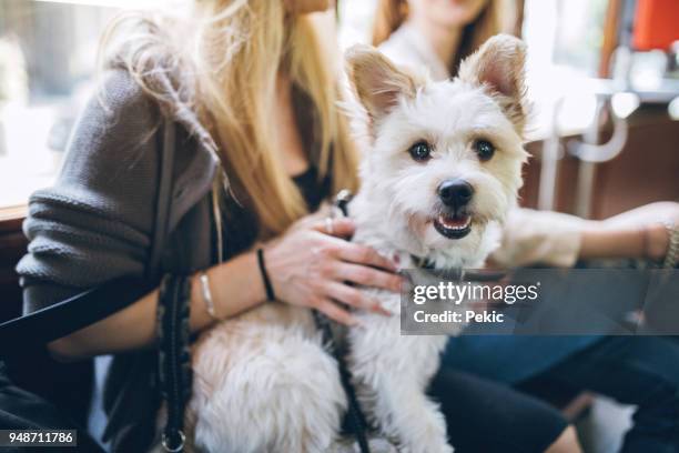 perrito ama viaja en tranvía - ciudades pequeñas fotografías e imágenes de stock