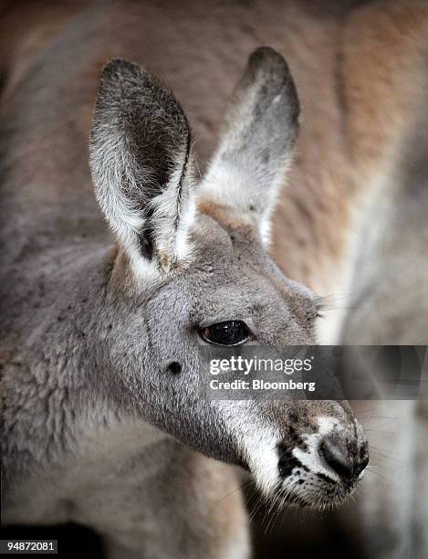 Kangaroo is seen at Toronga Zoo in Sydney, Australia, on Tuesday, Oct. 14, 2008. The kangaroo epitomizes Australia, appearing on the coat of arms and...