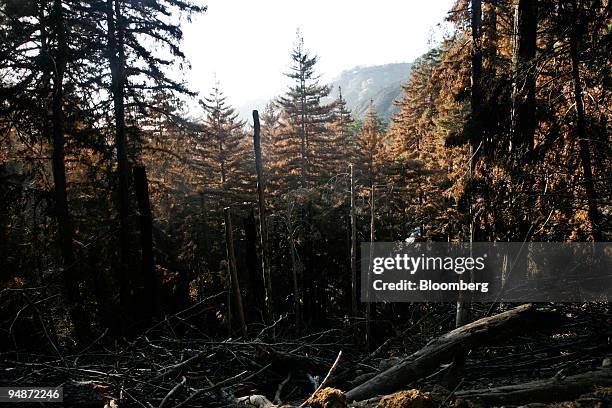 Burnt trees line the ground after the Basin Complex Fire burned more than 100,000 acres in the Ventana Wilderness area and Los Padres National Forest...