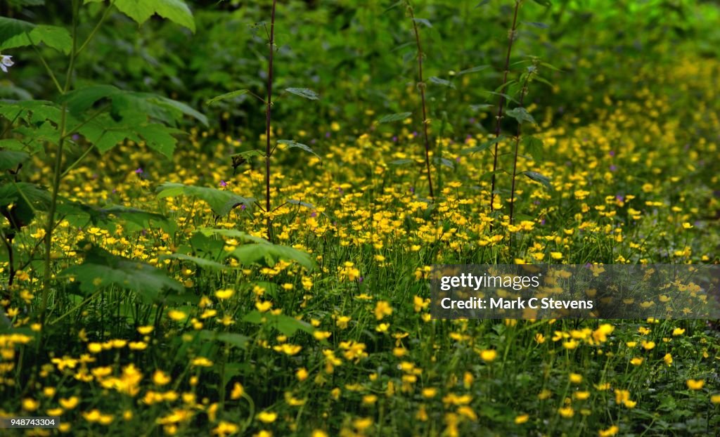 A Field of Yellow Daisies