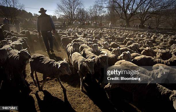Farmer kicks up dust as he walks through a flock at the sheep sales in Goulburn, in southern New South Wales, Australia on Wednesday, June 8, 2005. A...