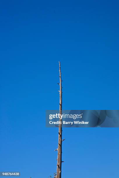bare leafless tree with pointy top - sharp angle stock pictures, royalty-free photos & images