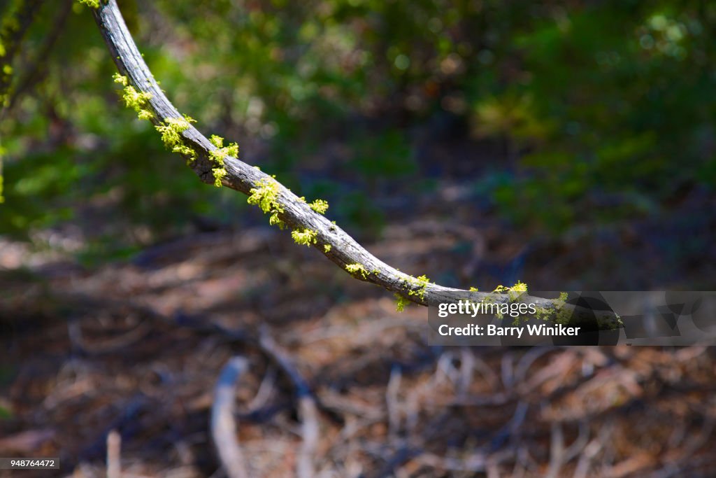 Moss on snake-like tree branch in spring