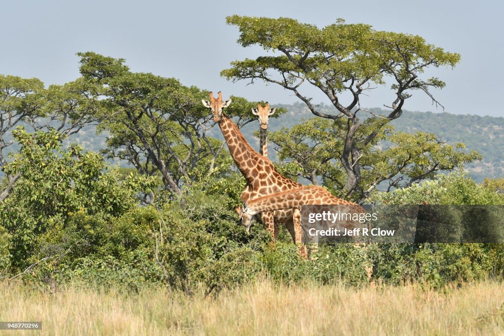 Three tall giraffes on photo safari in South Africa