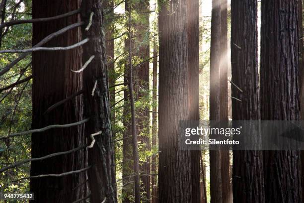 sunbeams through forest redwood trees - silentfoto stock-fotos und bilder