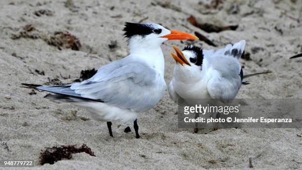 two royal tern birds, miami beach, one nags - royal tern stock pictures, royalty-free photos & images