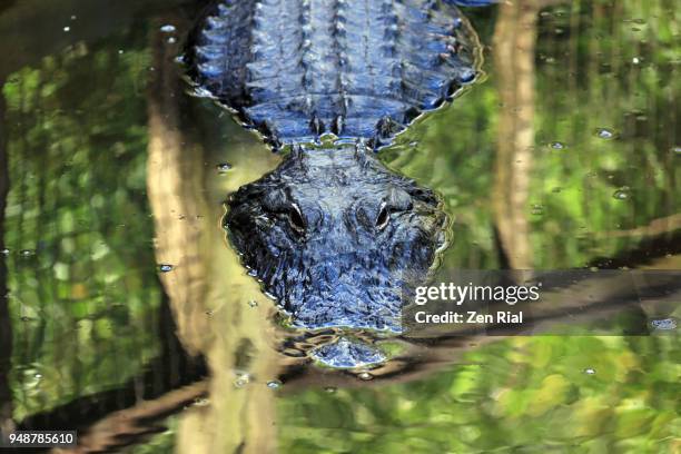 american alligator - alligator mississippiensis glides on water - gleiten stock-fotos und bilder