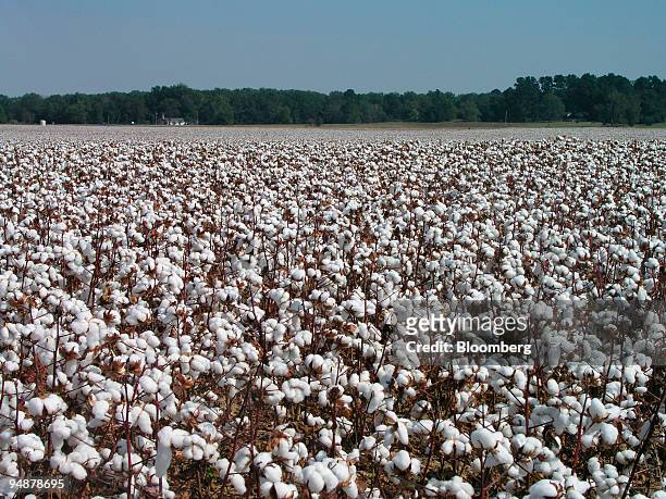 Cotton is ready for harvesting on part of the 900 acres of The Harold and Tommy Hancock Farms located in Madison and Yazoo Counties, Mississippi,...