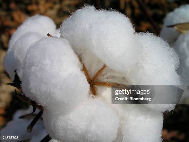 This is a close-up view of cotton ready for harvest on part of the 900 acres of The Harold and Tommy Hancock Farms located in Madison and Yazoo...