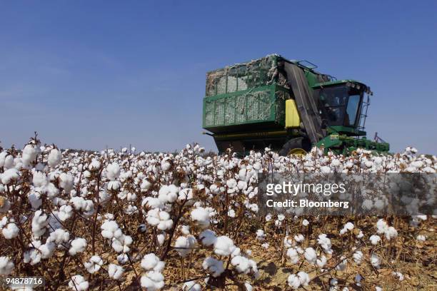 Cotton is harvested on part of the 900 acres of The Harold and Tommy Hancock Farms located in Madison and Yazoo Counties, Mississippi, October 5,...