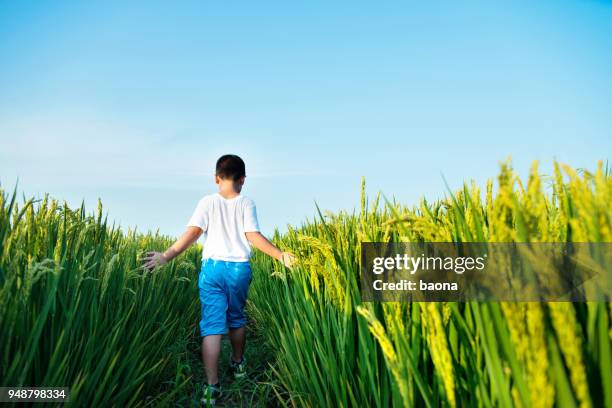 3,398 Little Rice Stock Photos, High-Res Pictures, and Images - Getty ...