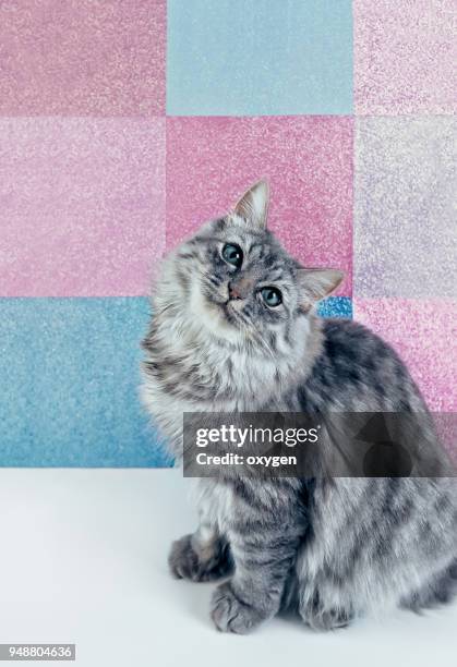 gray cat sitting on a white table with checked glitter background - トリテレイアイキシオイデス ストックフォトと画像