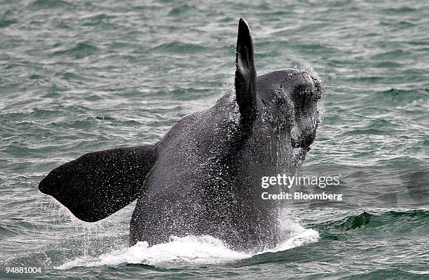 Southern right whale breaches the water at Hermanus, east of Cape Town, South Africa, Friday, September 23, 2005. The whale-watching industry is...