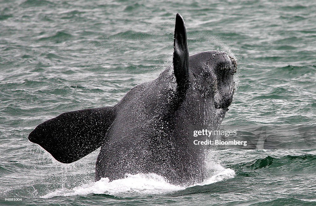A southern right whale breaches the water at Hermanus, east