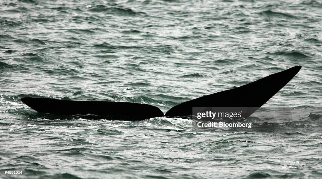 A southern right whale shows it's giant tail at Hermanus, ea