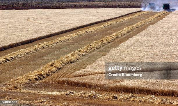 Bryan Mitchell and another Mitchell Harvesting combine harvest a spring wheat crop in John Deere combines in a field in Center, Colorado in the San...