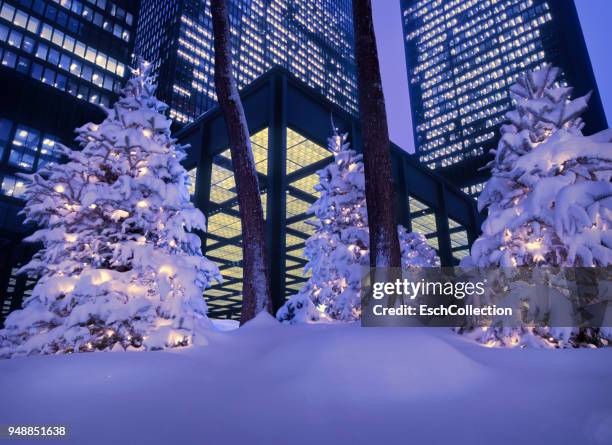 christmas trees in front of modern office buildings - toronto winter stock pictures, royalty-free photos & images