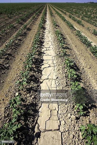Dry, cracked earth runs between wilting cotton plants on an abandoned farm near Firebaugh, California, U.S., on Monday, June 16, 2008. California's...