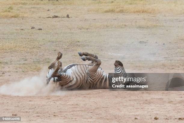 common or plains zebras rolling in dust to kill parasites - zebra lying down stockfoto's en -beelden